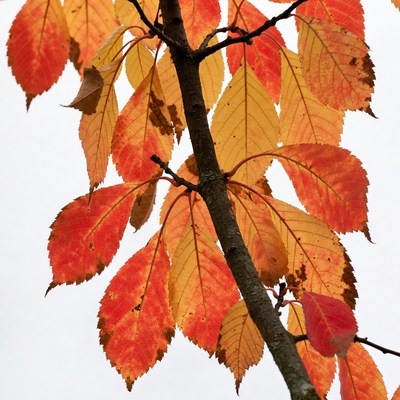 Autumn maple branch with red leaves