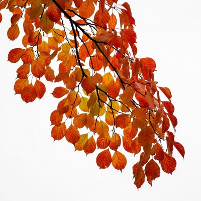 Autumn maple branches on white background