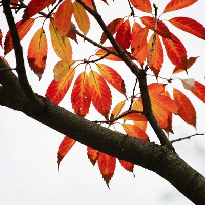 Autumn red maple leaves on branch