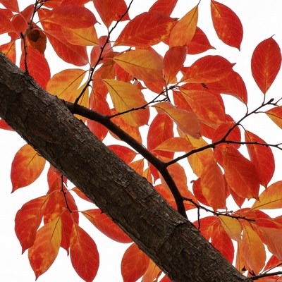 Autumn tree branch with red leaves