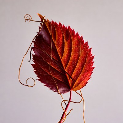 Red autumn leaf with tendrils