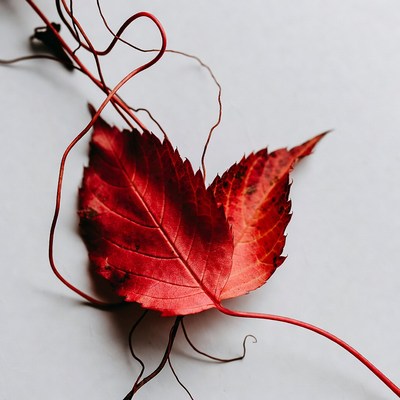 Red Autumn Leaves with Vines