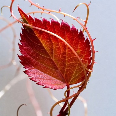 Red thorny vine leaf