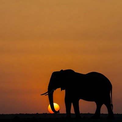 Elephant Silhouette at Sunset