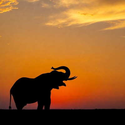 Elephant Silhouette at Sunset