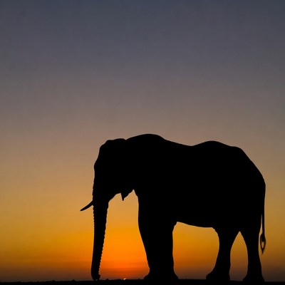 Elephant silhouette at sunset