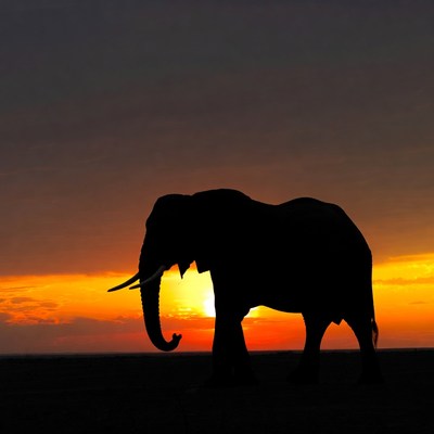 Elephant silhouette at sunset