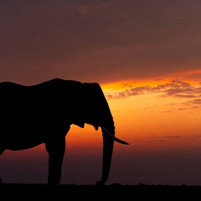 Elephant silhouette at sunset