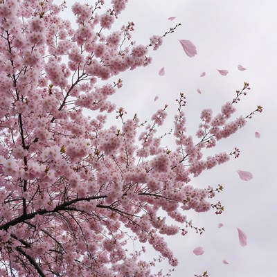 Cherry Blossom Tree with Falling Petals