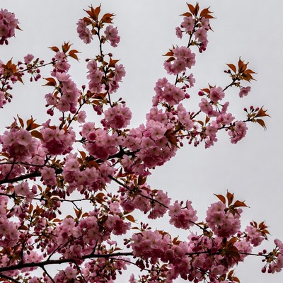 Pink Cherry Blossom Branches
