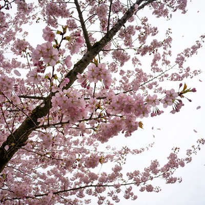 Cherry Blossom Tree Branches
