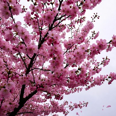 Pink Cherry Blossom Tree Branches