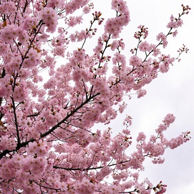 Pink Cherry Blossom Tree Branches