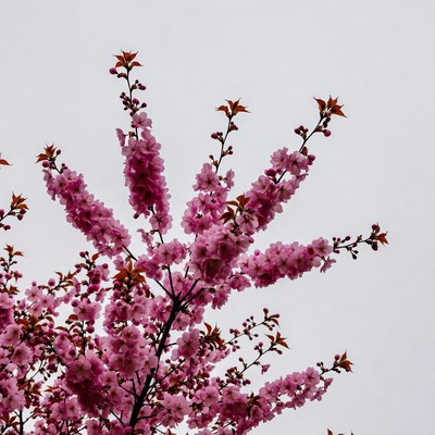 Pink Cherry Blossom Branches