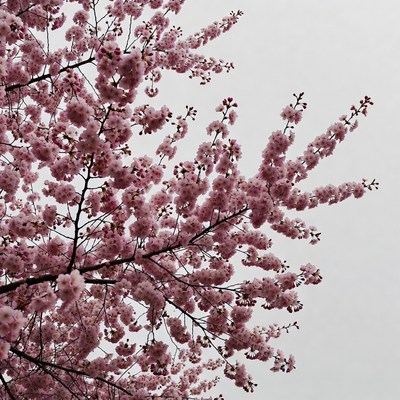 Pink Cherry Blossom Branches