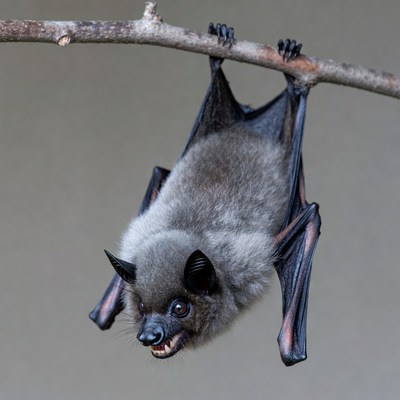 Bat hanging upside down from branch
