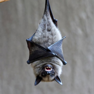 Bat hanging upside down baring teeth
