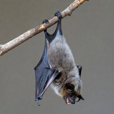 Bat hanging upside down from branch