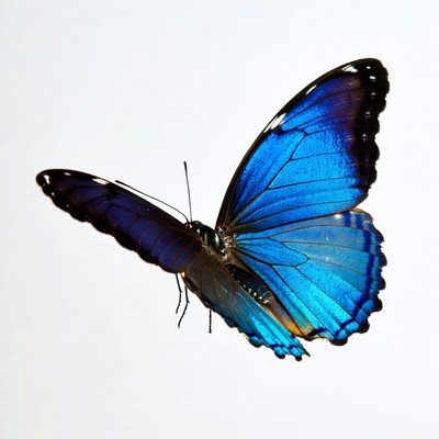 Blue Morpho Butterfly on White Background