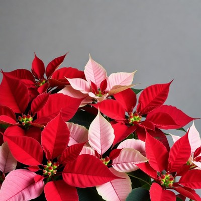 Red and Pink Poinsettia Plant
