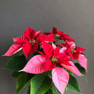Red Poinsettia Plant on Gray Background