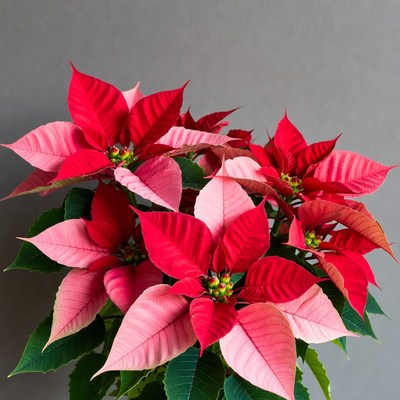 Vibrant Red Poinsettia Plant