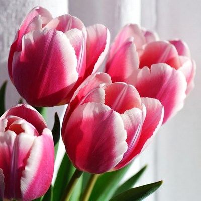 Pink Tulips Against White Curtains