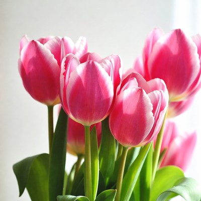 Pink Tulips Bouquet
