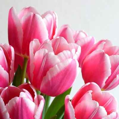 Pink Tulips on White Background