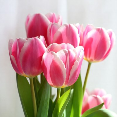 Pink Tulips Bouquet on White Background