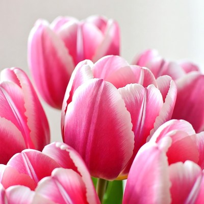 Pink Tulips Bouquet on White Background