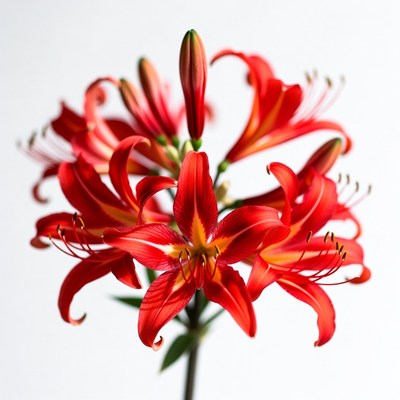 Red Lily Flower Bloom