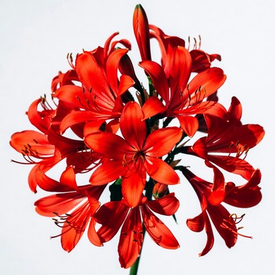 Red Lily Flower Bloom