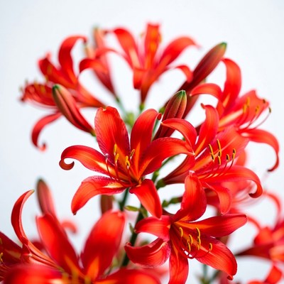 Red Lily Flowers on White Background
