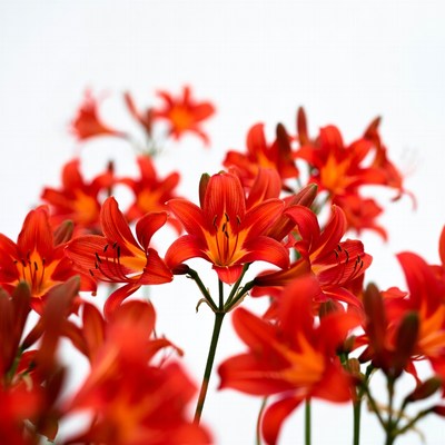 Red Lilies on White Background