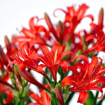 Red Clivia Flowers on White Background