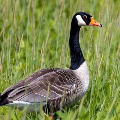 Canada Goose in Green Grass