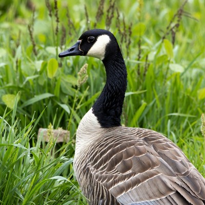 Canada Goose in Green Grass