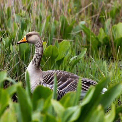 Greylag Goose in Green Marshes