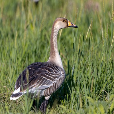 Egyptian Goose Standing in Grass