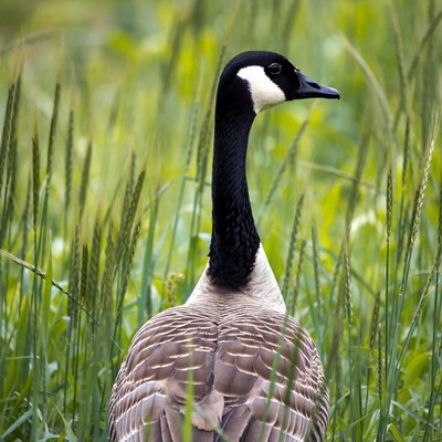 Canada Goose Standing in Grass