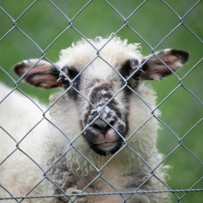 Sheep peering through wire fence