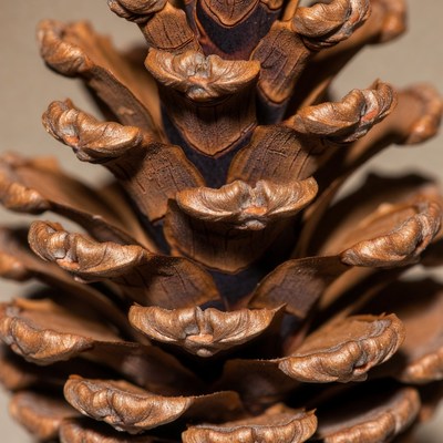 Closeup of brown pine cone