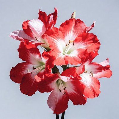 Red and White Amaryllis Flowers Bouquet