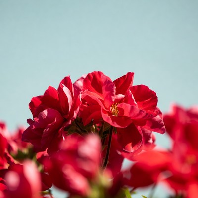 Red geranium flowers on blue background