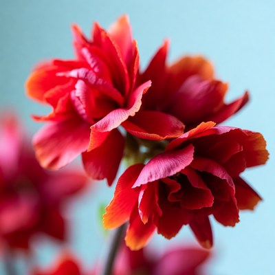 Vibrant Red Begonia Flowers