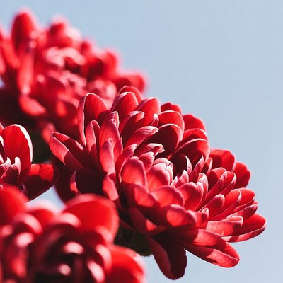 Vibrant Red Chrysanthemum Flowers