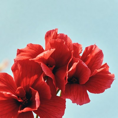 Red Poppy Flowers on Blue Background