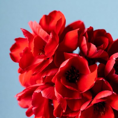 Red Tulips on Blue Background