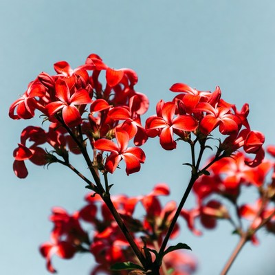 Red Geranium Flowers on Blue Background